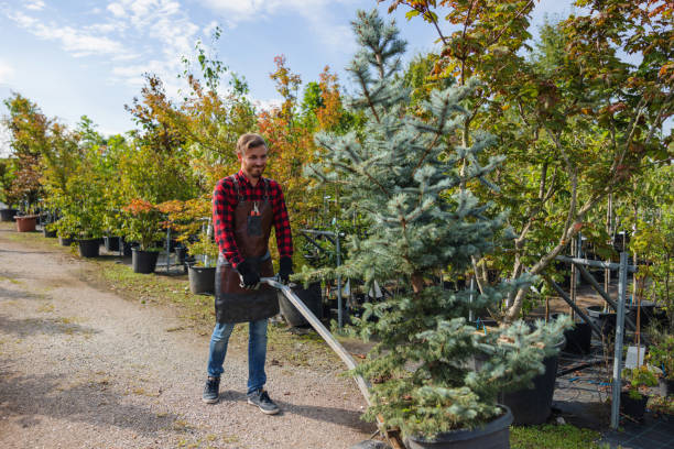 Best Emergency Tree Removal  in Whitesboro, NY